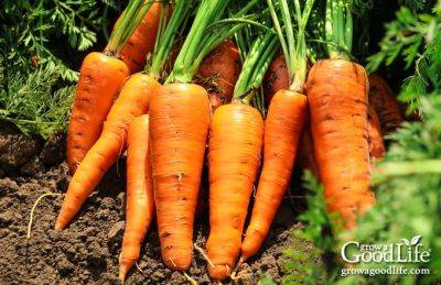 How to Grow Carrots - growagoodlife.com
