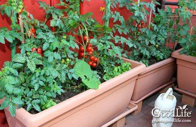 How to Grow a Container Vegetable Garden - growagoodlife.com