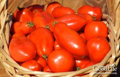 How to Grow Tomatoes - growagoodlife.com - Spain