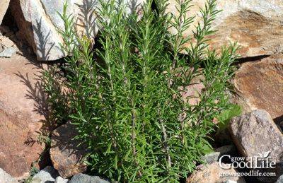 How to Grow Rosemary - growagoodlife.com - Greece - region Mediterranean