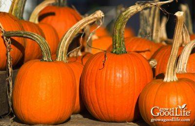 How to Grow Pumpkins - growagoodlife.com