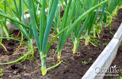 How to Grow Green Onions - growagoodlife.com