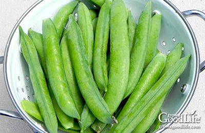 How to Grow Peas - growagoodlife.com