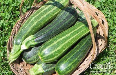 How to Grow Zucchini - growagoodlife.com - Italy - Mexico