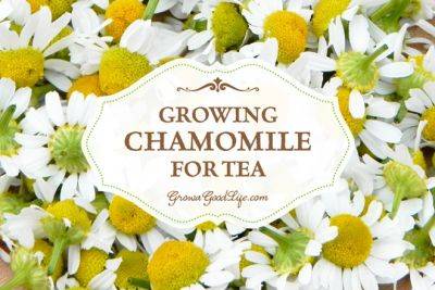 Growing Chamomile for Tea - growagoodlife.com - Germany - Greece - Egypt