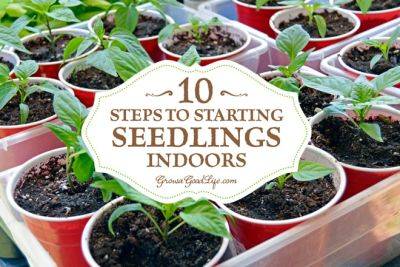 10 Steps to Starting Seedlings Indoors - growagoodlife.com