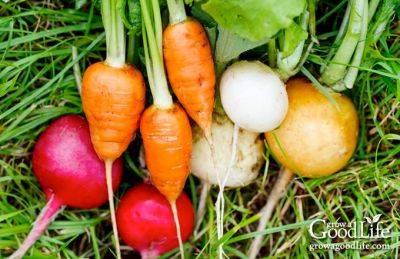 10 Vegetable Gardening Tips for Beginners - growagoodlife.com