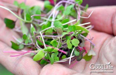 How to Grow Microgreens Indoors - growagoodlife.com