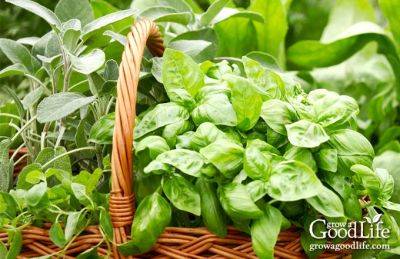 Growing Herbs: 7 Herbs to Start from Seed - growagoodlife.com