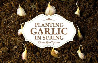 Planting Spring Garlic - growagoodlife.com