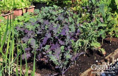 Benefits of Crop Rotation for Your Vegetable Garden - growagoodlife.com