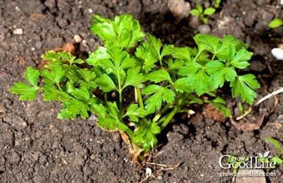 How to Grow Parsley - growagoodlife.com