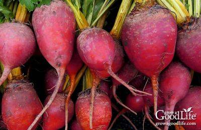 How to Grow Beets from Seed to Harvest - growagoodlife.com - Switzerland