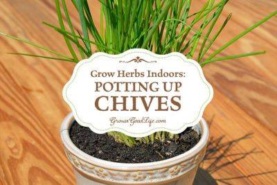 Grow Herbs Indoors: Potting Up Chives - growagoodlife.com