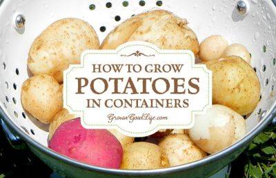 How to Grow Potatoes in Containers - growagoodlife.com - Usa
