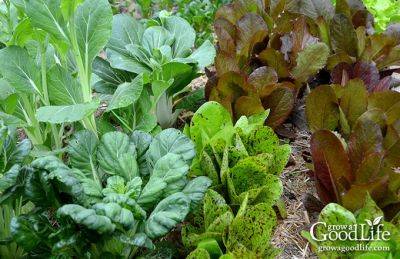 30+ Vegetables That Grow in Shade - growagoodlife.com