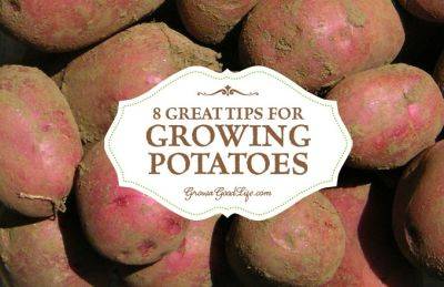 8 Great Tips for Growing Potatoes - growagoodlife.com