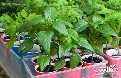 How to Harden Off Seedlings - growagoodlife.com