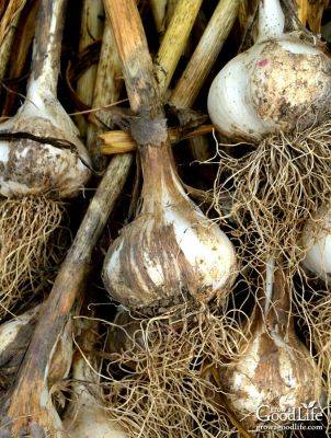 How to Harvest, Cure, and Store Garlic - growagoodlife.com