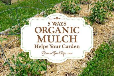 5 Ways Organic Mulch Helps Your Vegetable Garden - growagoodlife.com
