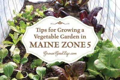Vegetable Gardening Tips for Maine Zone 5 - growagoodlife.com - Usa - Canada - state Missouri - state Colorado - state Maine - state Utah