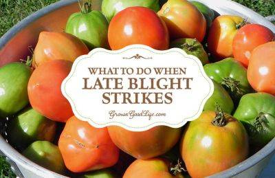 What to Do When Late Blight Strikes Your Tomatoes - growagoodlife.com