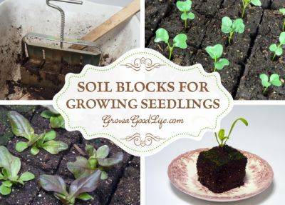 Soil Blocks to Grow Seedlings - growagoodlife.com