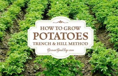 How to Grow Potatoes: Trench and Hill Method - growagoodlife.com