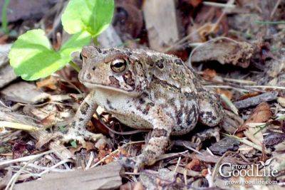 How to Attract Frogs and Toads to Your Garden - growagoodlife.com