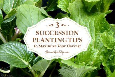 3 Succession Planting Tips to Maximize Your Harvest - growagoodlife.com - state Maine