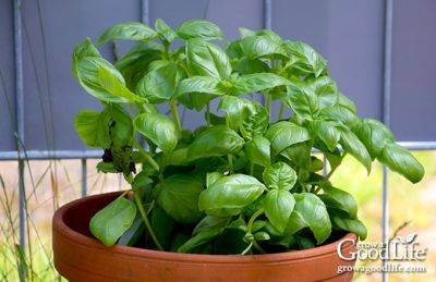 How to Grow Basil - growagoodlife.com - Italy