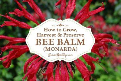 How to Grow, Harvest, and Preserve Bee Balm (Monarda) - growagoodlife.com - Usa - Georgia - Canada - Spain - Washington - state Missouri - state Oregon - state Minnesota
