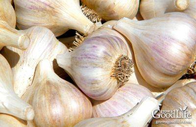 How to Grow Garlic: Tips for Growing Great Garlic - growagoodlife.com - Usa - Egypt