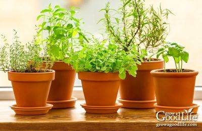 Grow Herbs Indoors: Herbs that Thrive Inside - growagoodlife.com