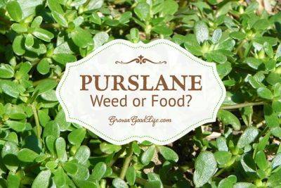 Purslane: Weed it or Eat it? - growagoodlife.com