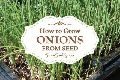 How to Grow Onions From Seed - growagoodlife.com