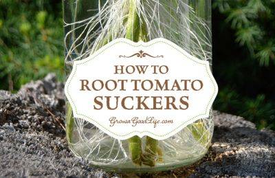 How to Root Tomato Suckers and Grow New Plants - growagoodlife.com