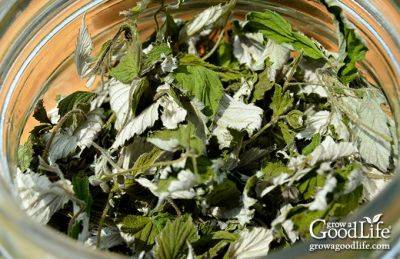 How to Harvest & Preserve Red Raspberry Leaf Tea - growagoodlife.com - Usa
