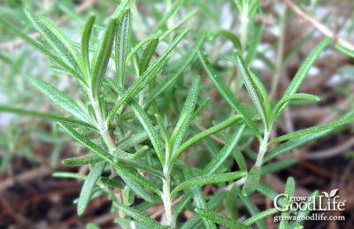 How to Propagate a Rosemary Plant from Stem Cuttings - growagoodlife.com