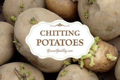 Chitting Potatoes Gives Them a Head Start - growagoodlife.com