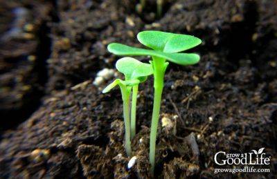 Troubleshooting Seed Starting Problems - growagoodlife.com