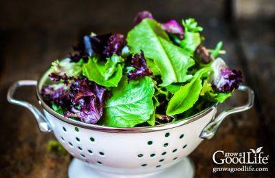 13 Quick Growing Vegetables for Your Fall Garden - growagoodlife.com