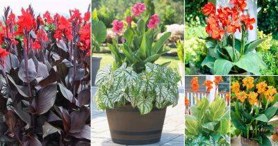 30 Best Types of Canna Lily Varieties - balconygardenweb.com