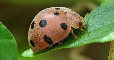 How to Identify and Control Mexican Bean Beetles - gardenerspath.com - Mexico - state Tennessee