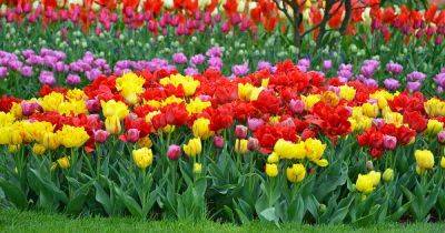 How to Grow and Care for Tulip Flowers - gardenerspath.com - France - Netherlands - Turkey