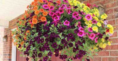 How to Grow Petunias in Containers - gardenerspath.com