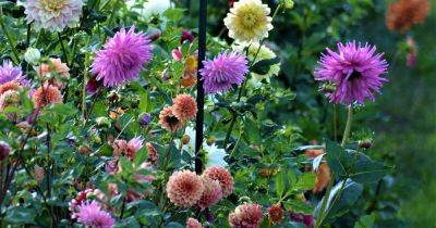 How to Lift and Store Dahlias in Winter - gardenerspath.com - Mexico