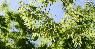 How to Grow and Care for Japanese Zelkova Trees - gardenerspath.com - China - Japan