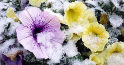 Are Petunias Cold Hardy? Tips for Outdoor Winter Care - gardenerspath.com