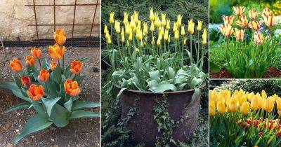 34 Best Yellow Tulip Varieties | Stunning Yellow Tulips to Grow - balconygardenweb.com